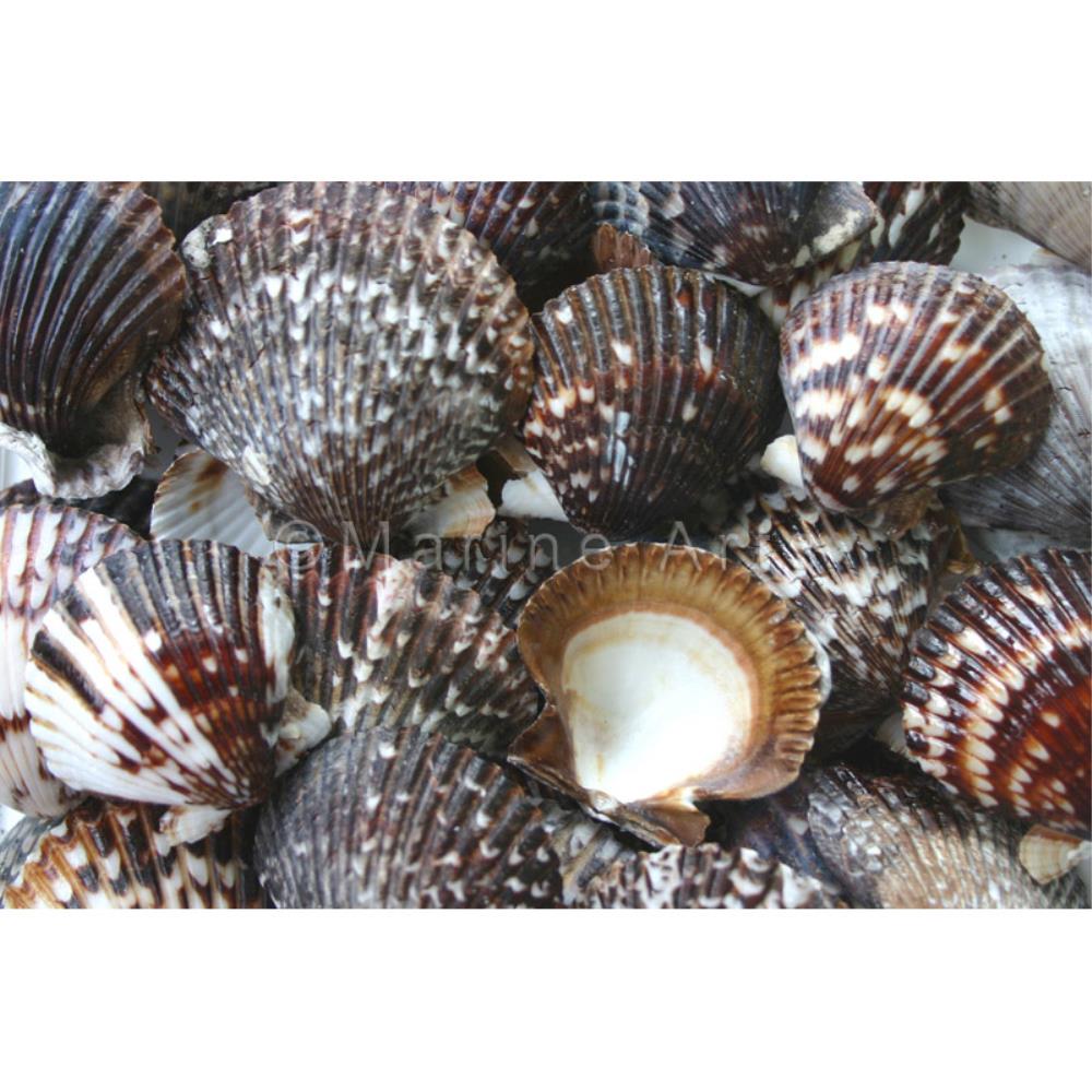 Pecten circularis chocolate (kg)