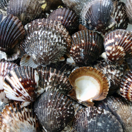 Pecten circularis chocolate  (kg)