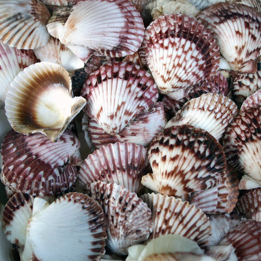 Pecten circularis red  (kg)