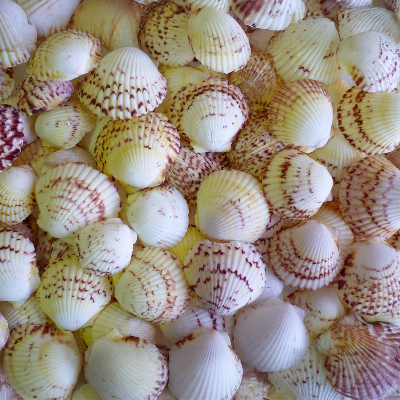 Pecten gibbus (kg)