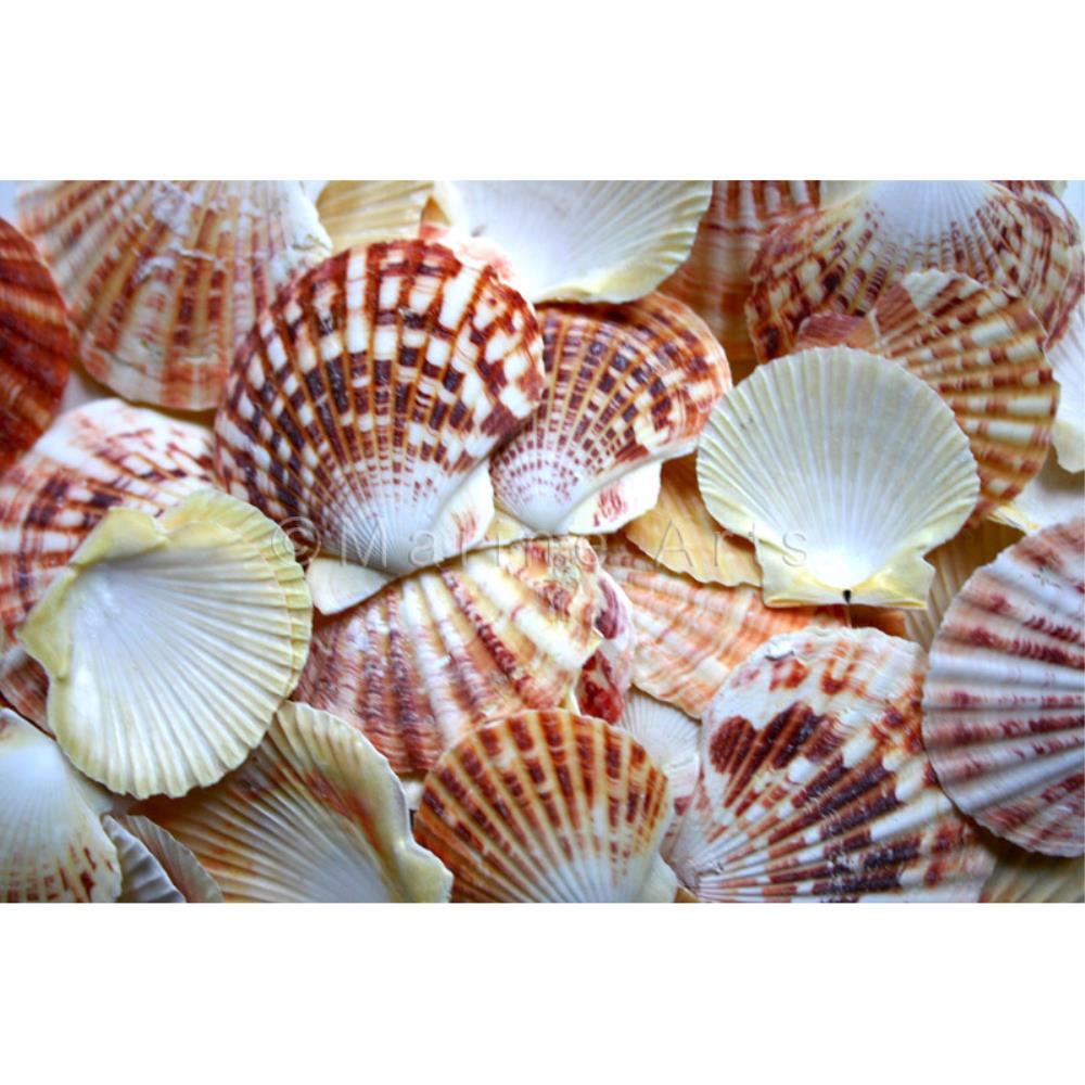 Pecten macassarensis (kg)