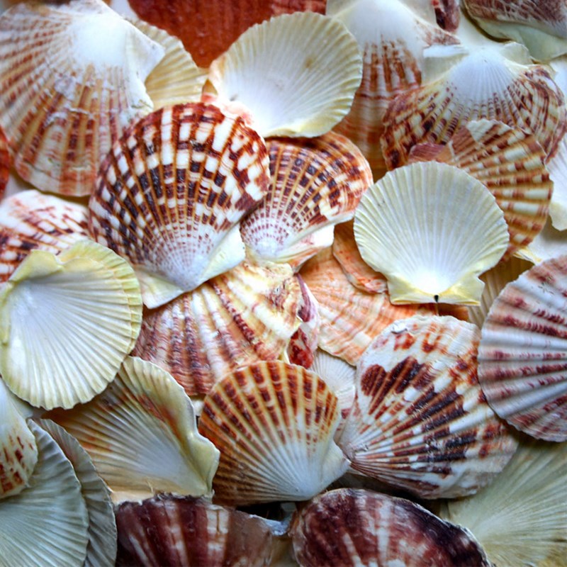 Pecten macassarensis (kg)