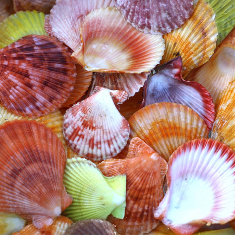 Pecten nobilis halves coloured (kg)