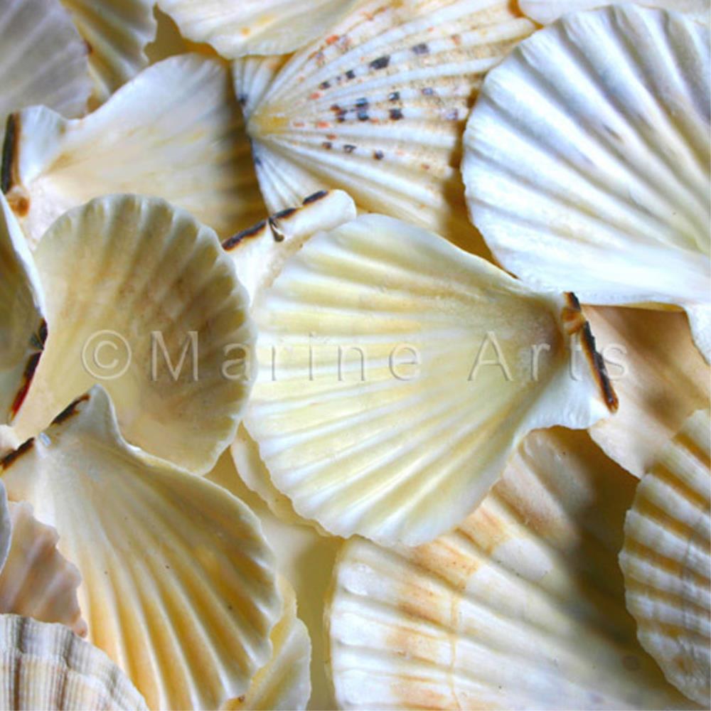 Pecten radula (kg)