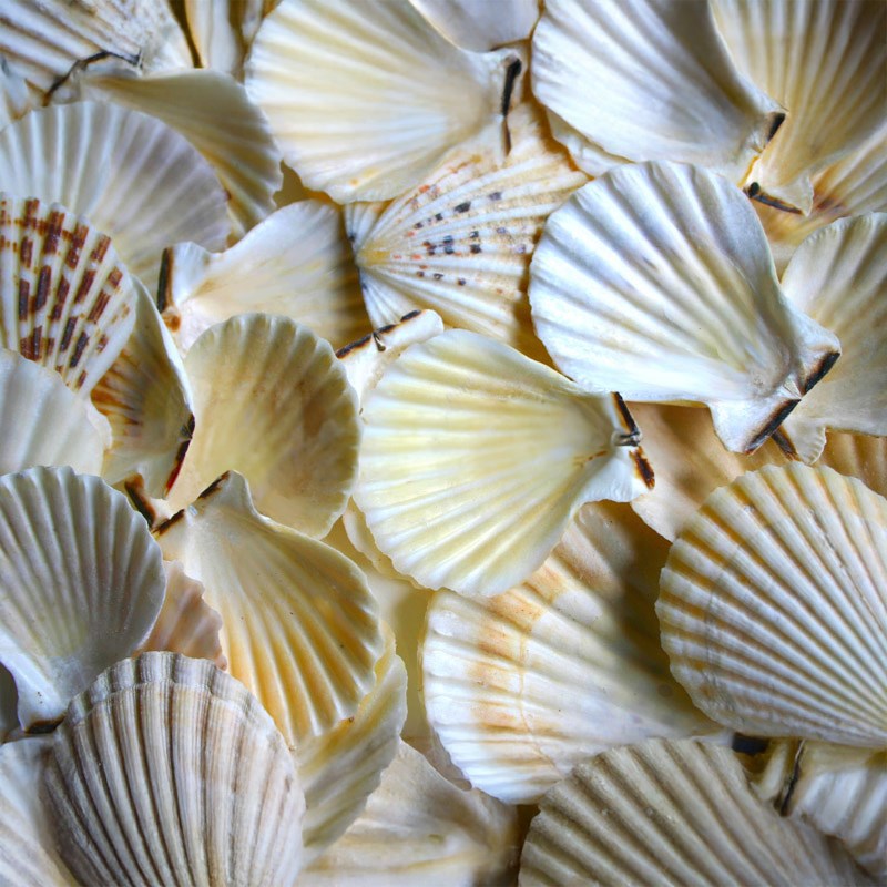 Pecten radula (kg)