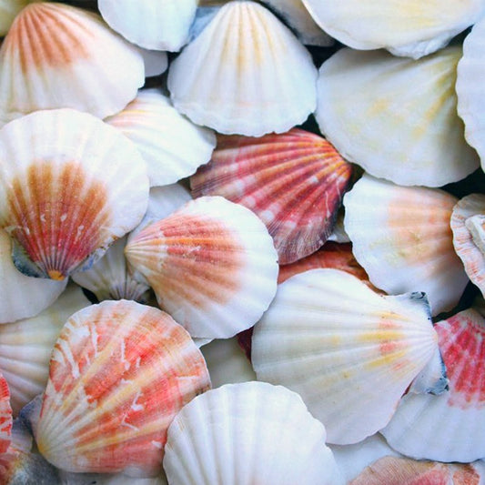 Pecten vexillium pink, orange and white halves  (kg)