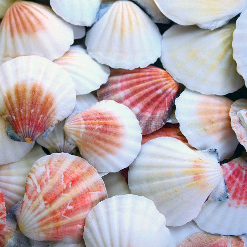 Pecten vexillium white with hint pink and cream halves (kg)