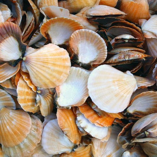 Pecten vexillium halves orange  (kg)