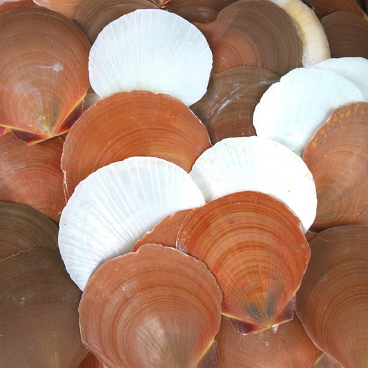 Pecten amusium - sun and moon unedged  (kg)