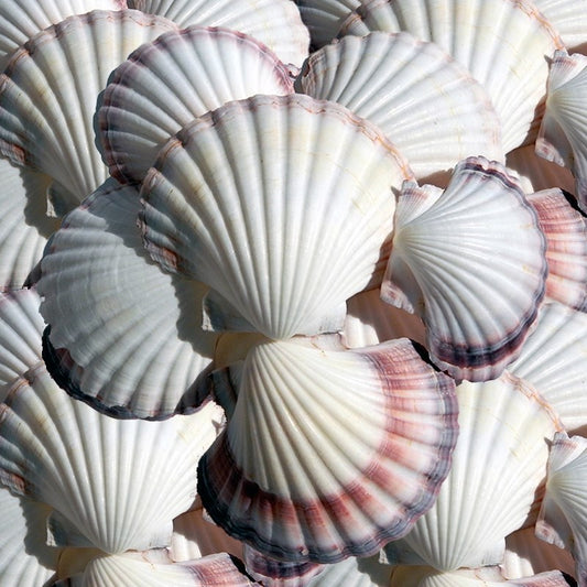 Pecten fumatus deep half unedged  (kg)