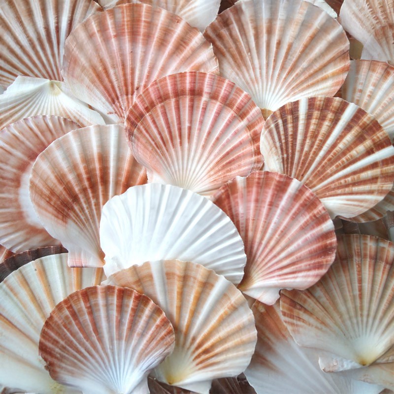 Pecten fumatus flat half unedged (kg)