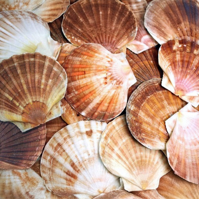 Pecten fumatus flat half edged (kg)
