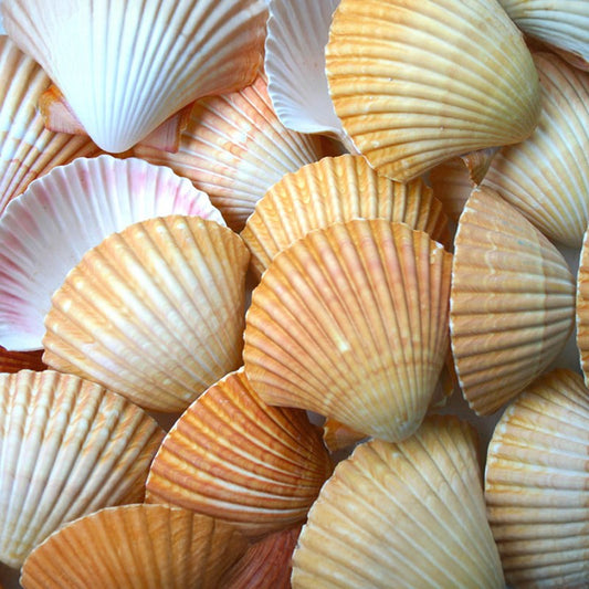 Pecten vogdesi deep halves edged  (kg)
