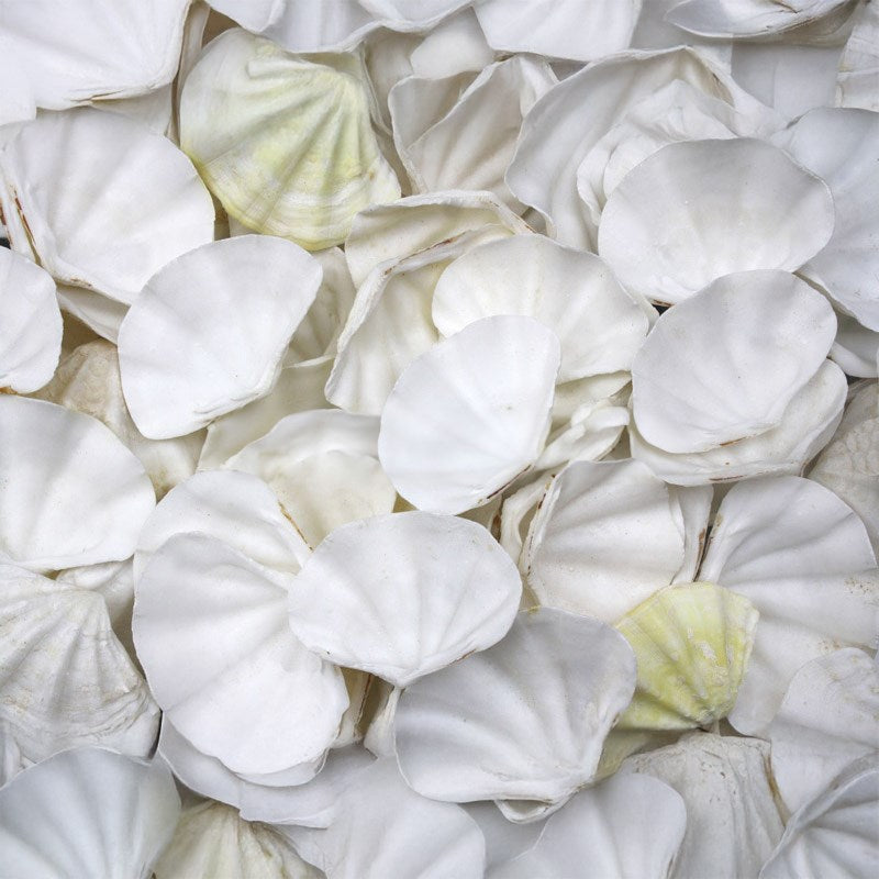 Clam tridacna small white with touch of lemon (kg)