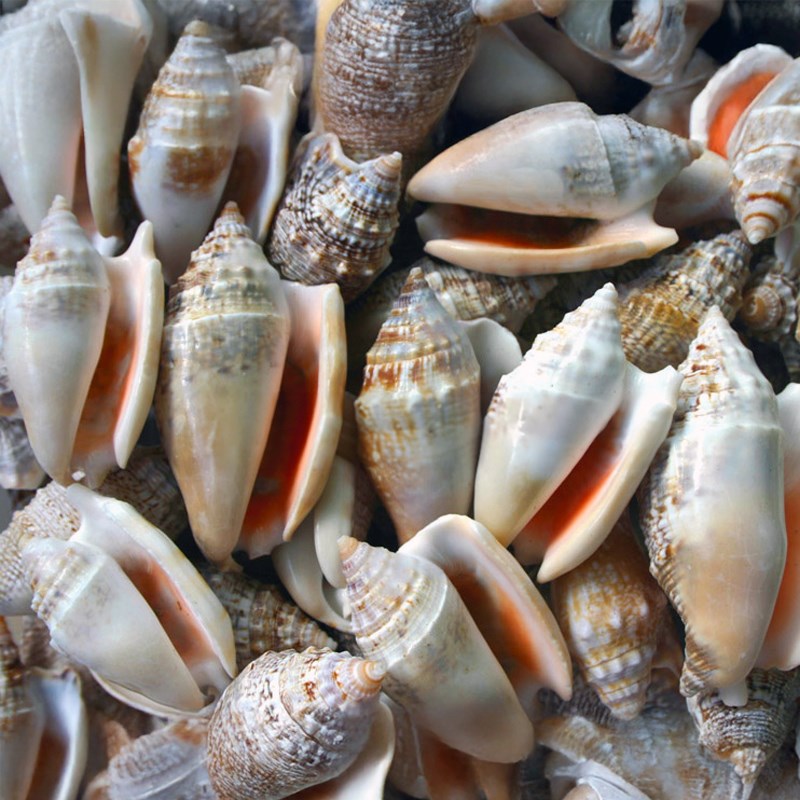 Strombus aurisdianae (kg)