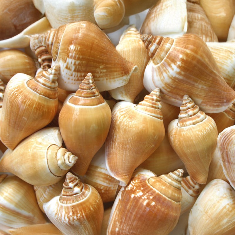 Strombus canarium (kg)
