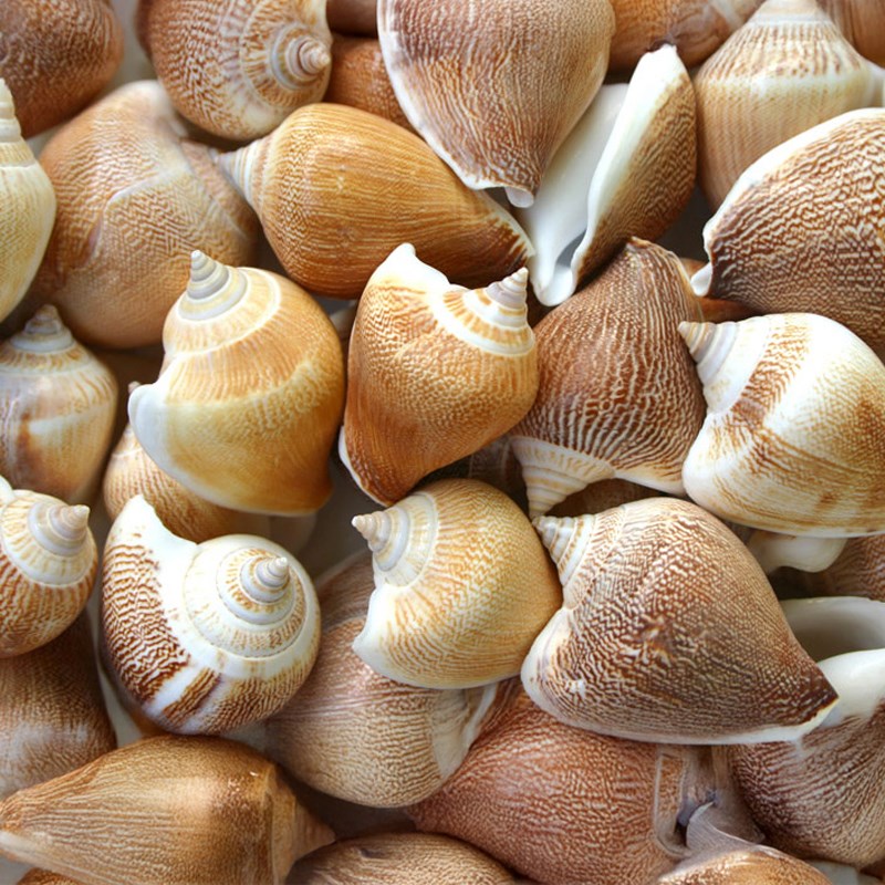 Strombus canarium pinstripe (kg)