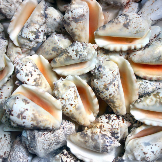 Strombus lentignosus  (kg)