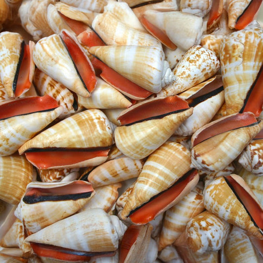 Strombus luhuanus  (kg)