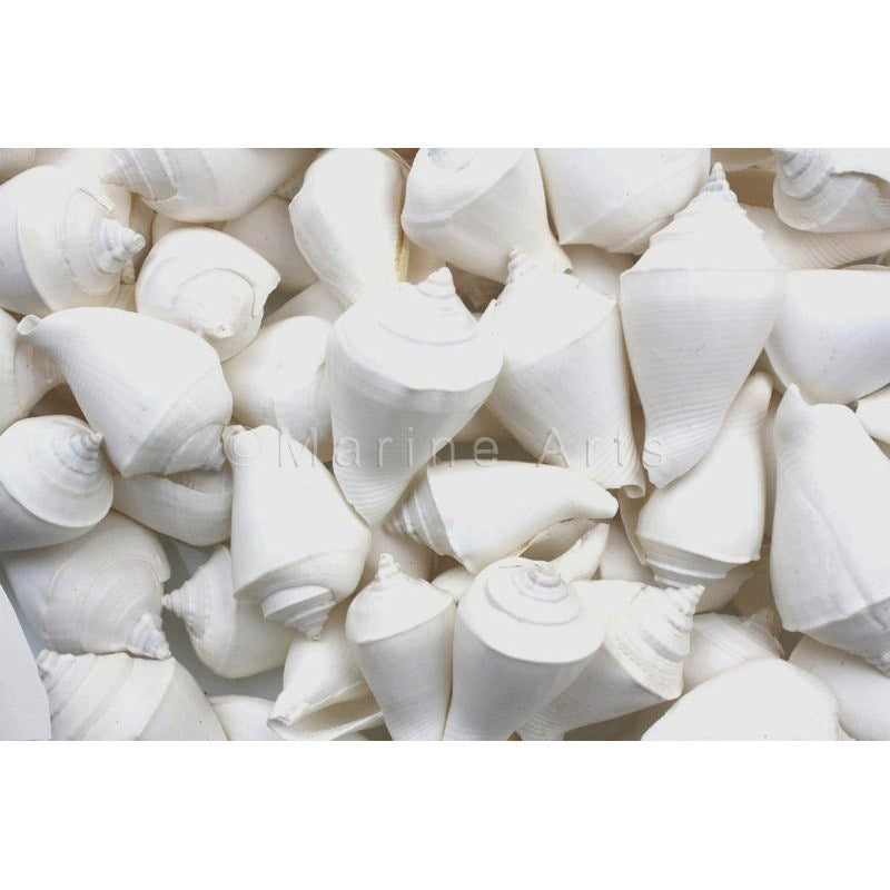 Shell cylinder tall - Strombus marginatus white (Pack of 2)