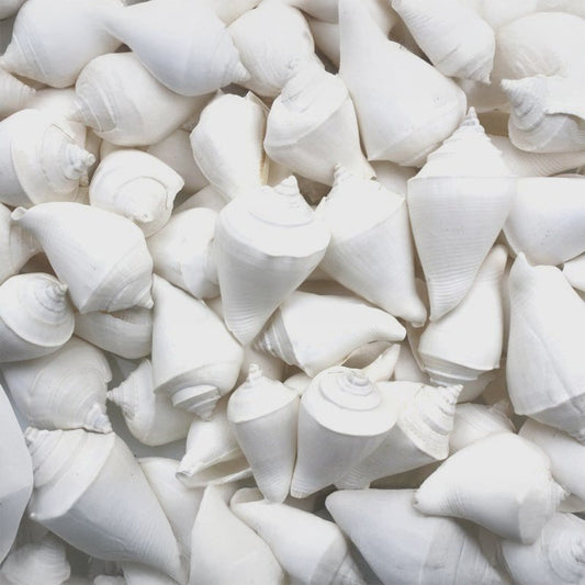 Strombus marginatus white  (kg)