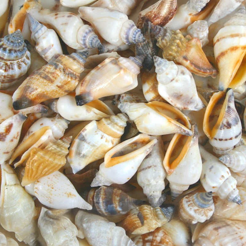Strombus urceus white (kg)
