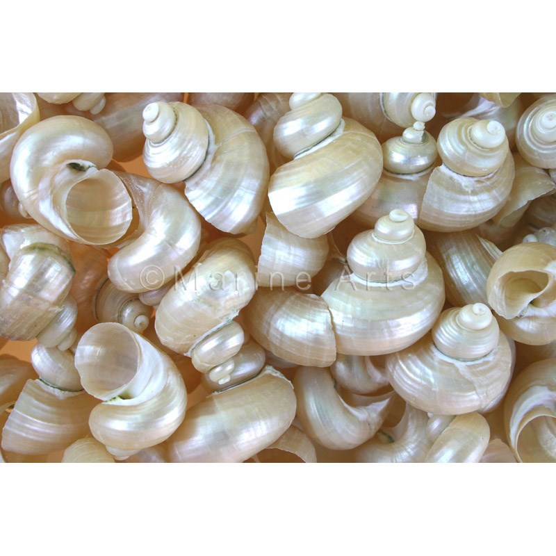 Shell cylinder tall - Turbo bruneus pearled (Pack of 2)