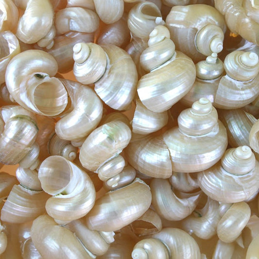 Turbo bruneus pearled  (kg)