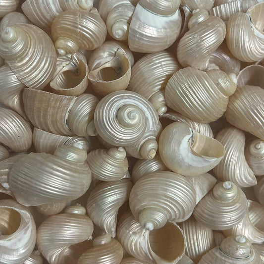 Turbo setosus pearled  (kg)