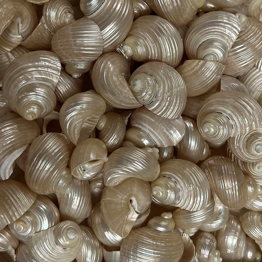 Turbo setosus buffed, polished and pearled  (kg)