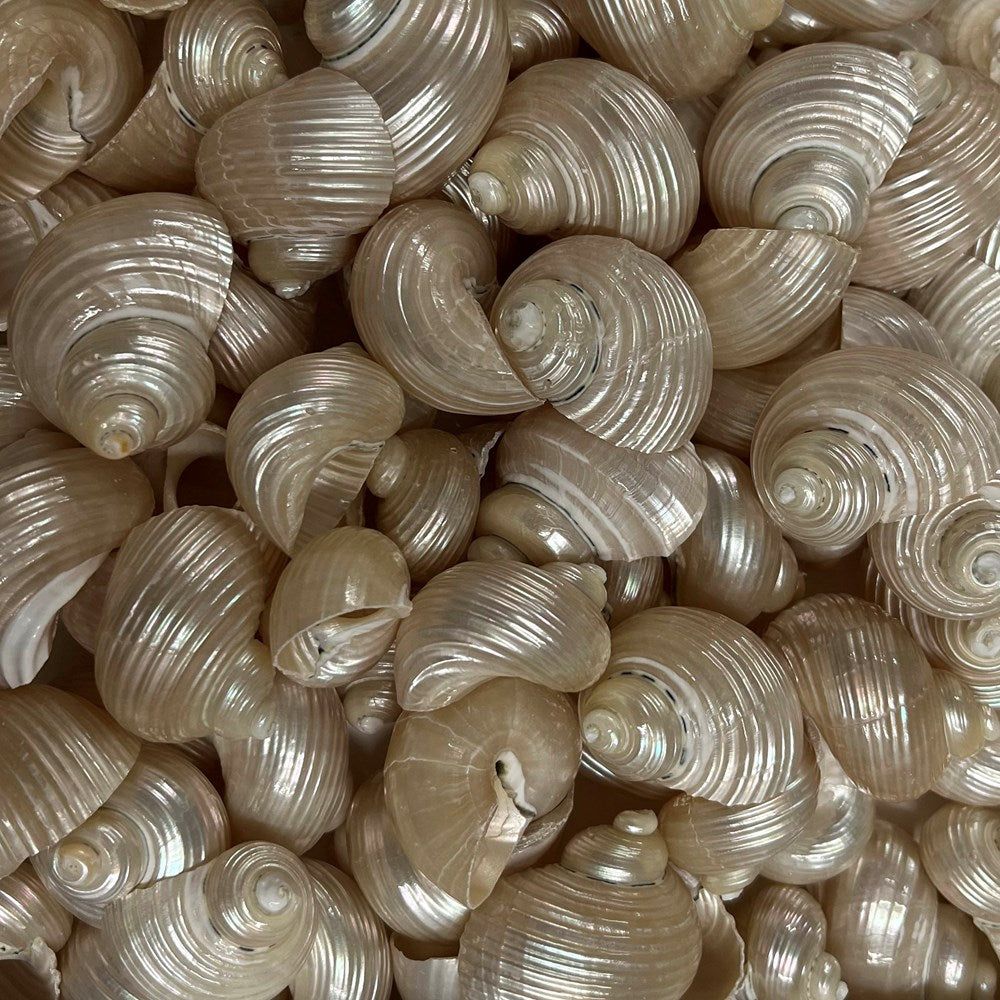 Turbo setosus buffed, polished and pearled (kg)