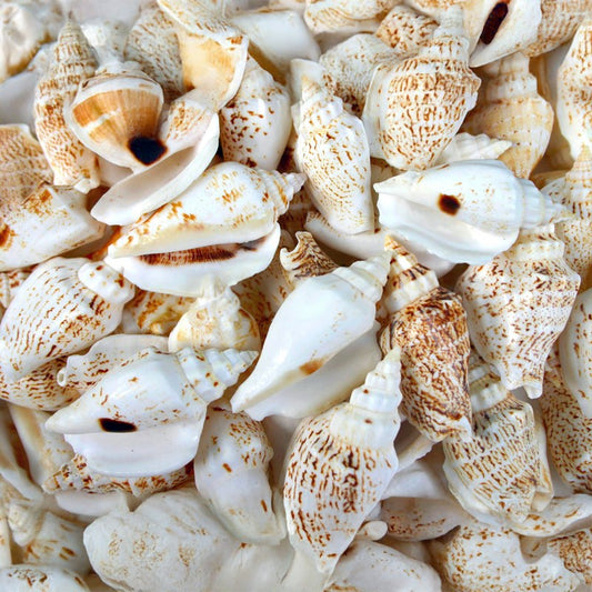 Strombus variabilis  (kg)