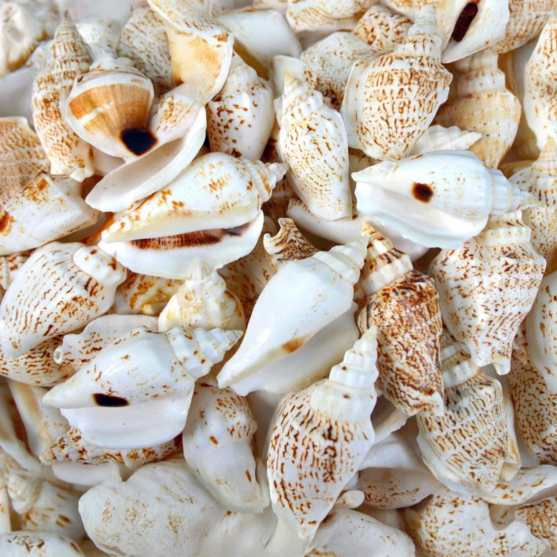 Strombus variabilis (kg)