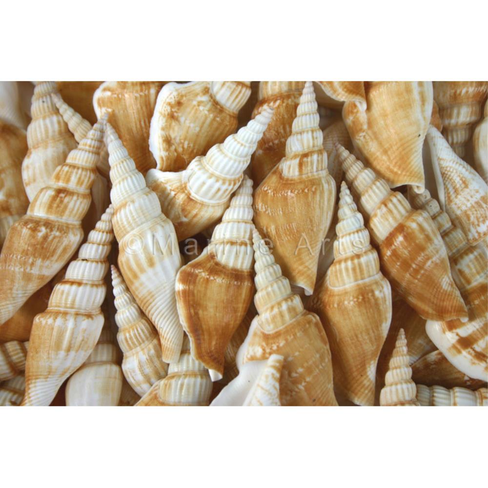 Strombus vittatus (kg)