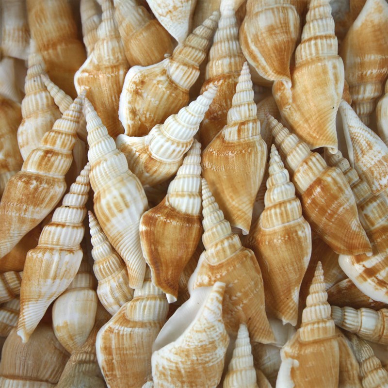 Strombus vittatus (kg)