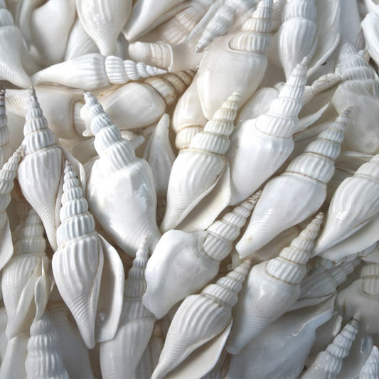 Strombus vittatus white  (kg)