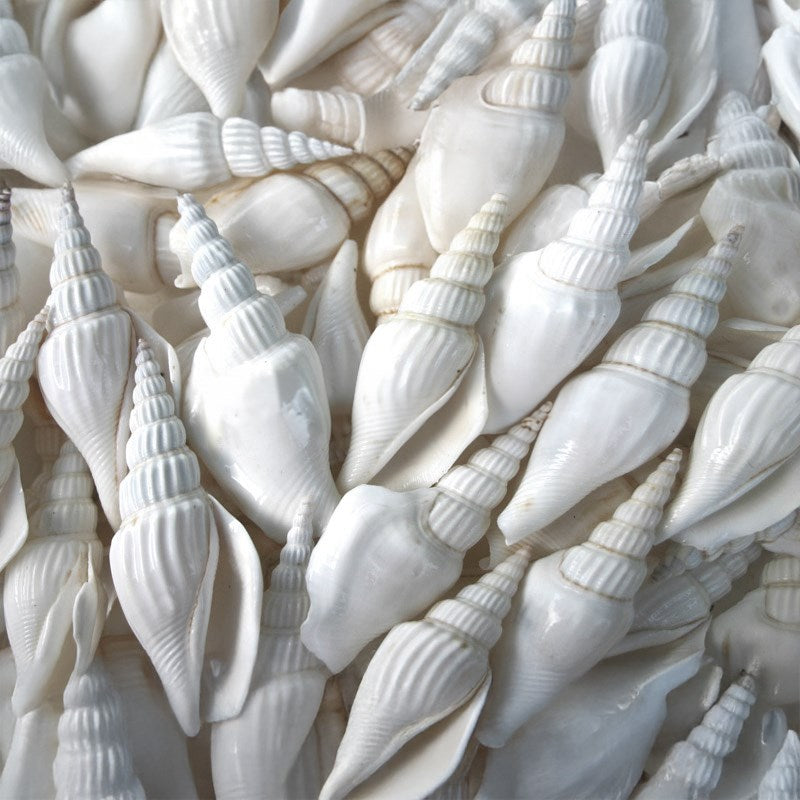 Strombus vittatus white (kg)