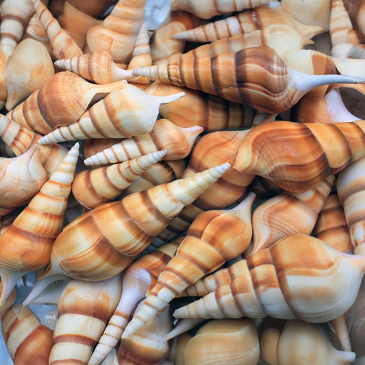 Tibia curta juvenile  (kg)