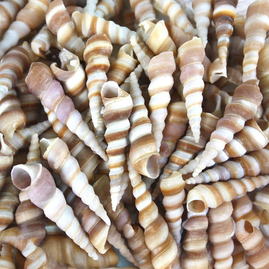 Turritella duplicata pale pink  (kg)