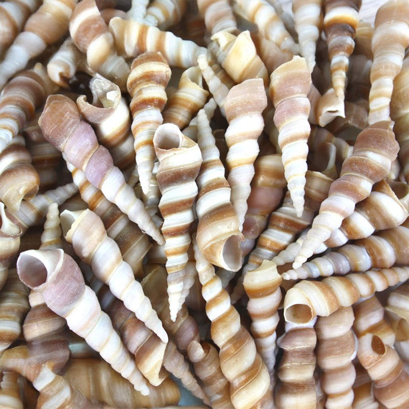 Turritella duplicata pale pink (kg)
