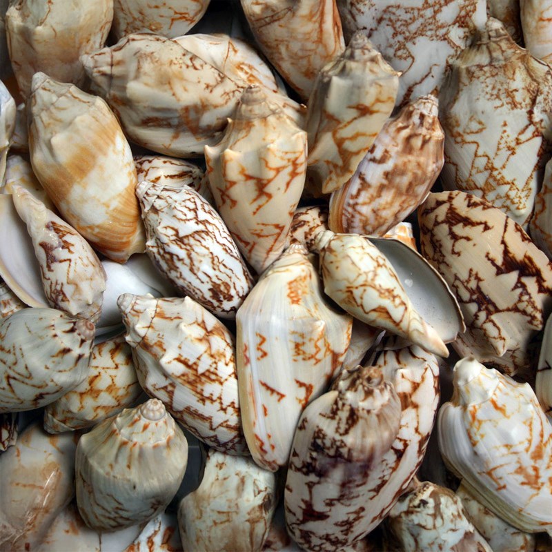Voluta vespertillo (kg)