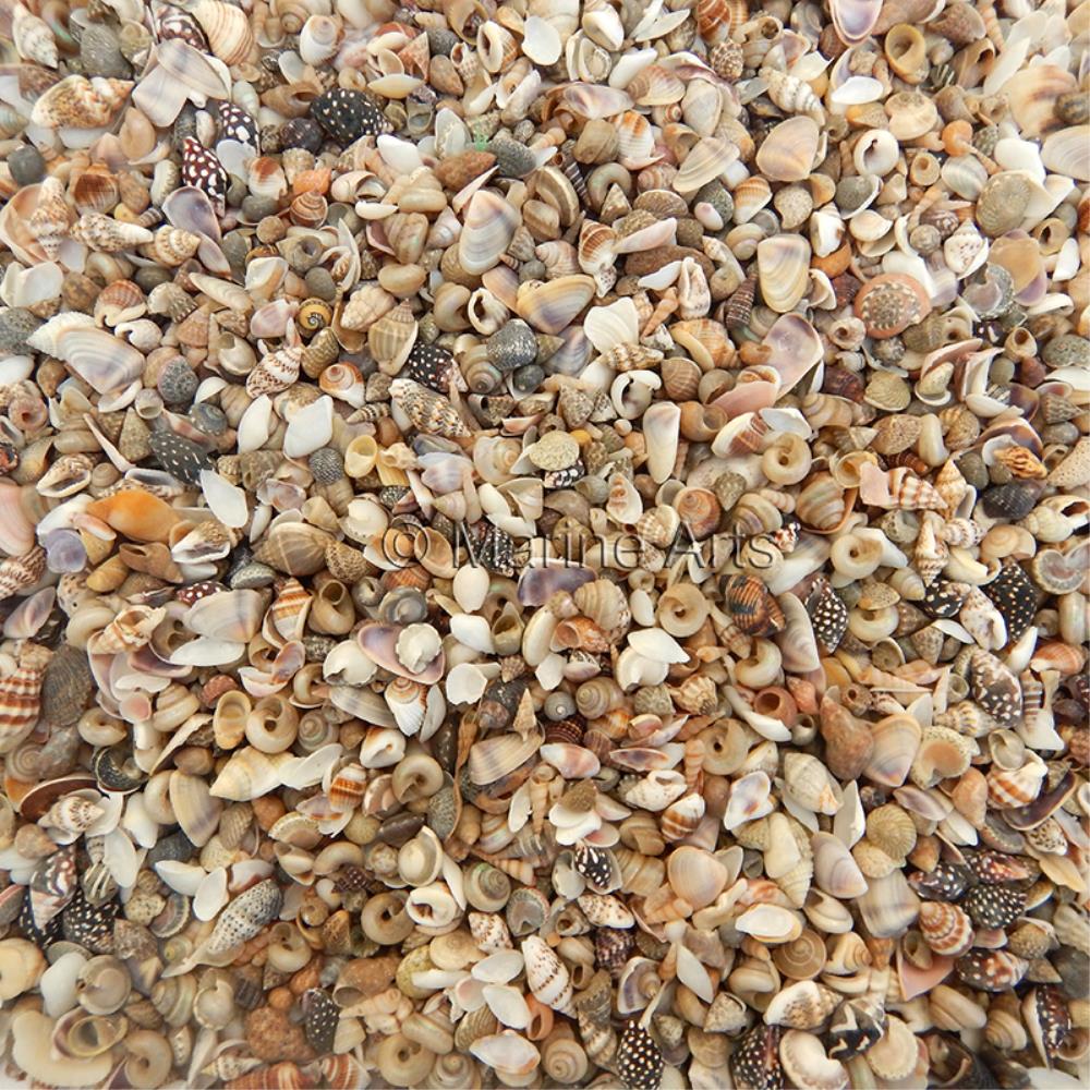 Bulk shell mix natural assorted very small (kg)
