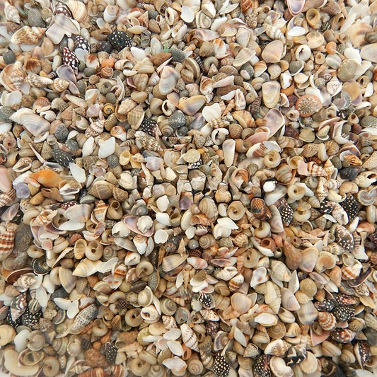 Bulk shell mix natural assorted very small  (kg)