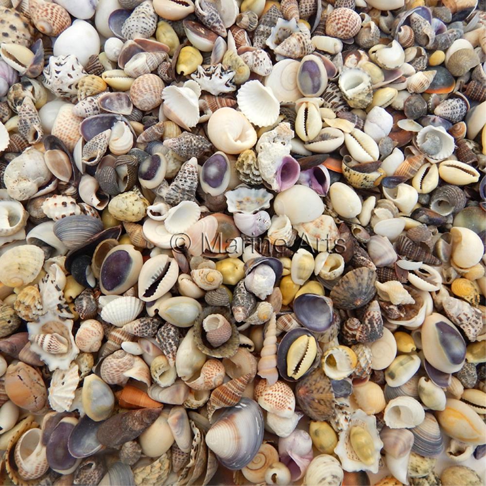 Premium shell mix natural small (kg)