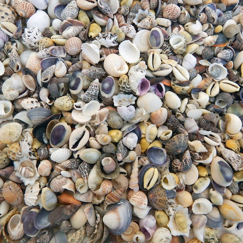 Premium shell mix natural small (kg)