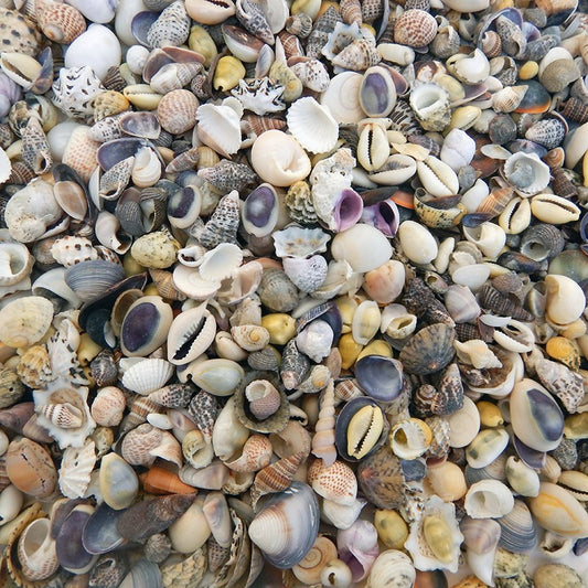 Premium shell mix natural small  (kg)