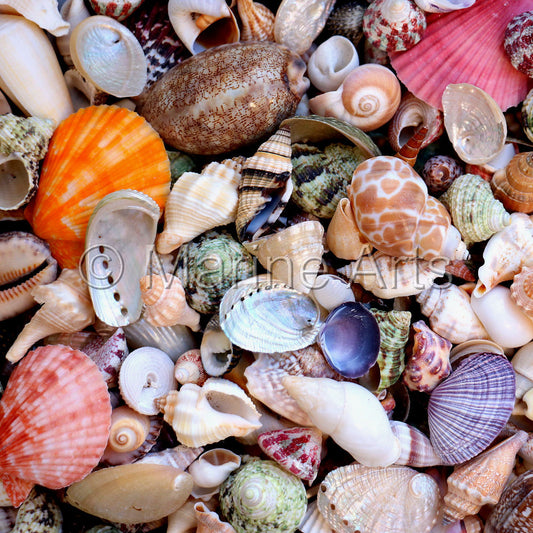 Premium shell mix natural medium  (kg)