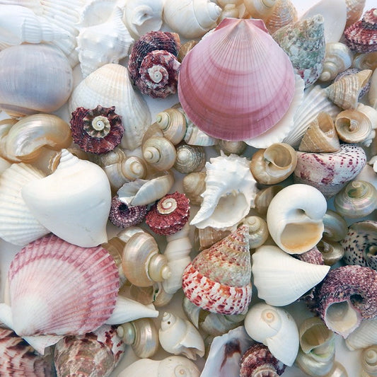 Premium shell mix white pearl and pink  (kg)