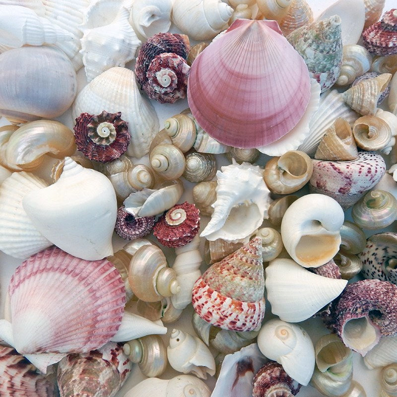 Premium shell mix white pearl and pink (kg)