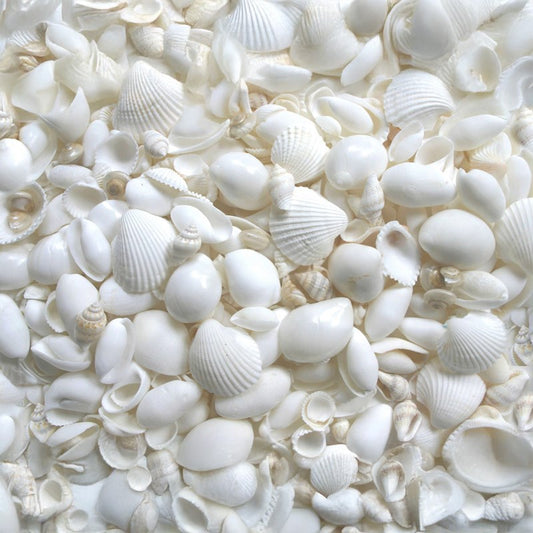 Premium shell mix white small  (kg)